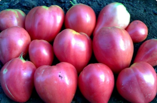 tomates aux fruits