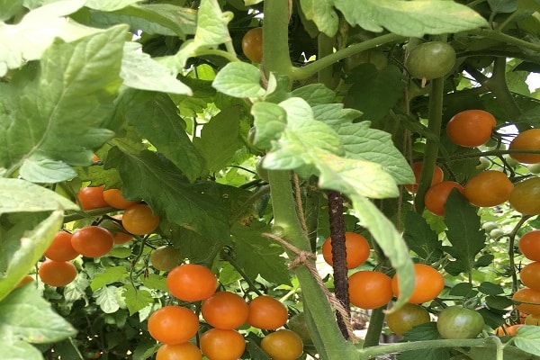 transplanted into a greenhouse