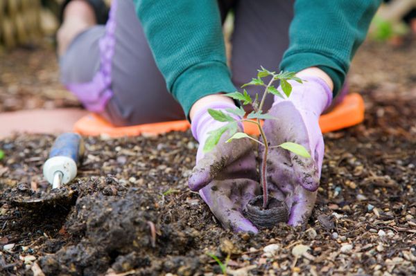 Plantando tomates