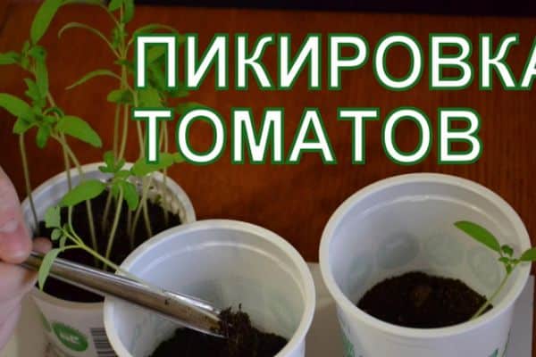 Tomates plongeantes