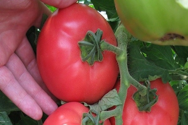 velkoplodá rajčata