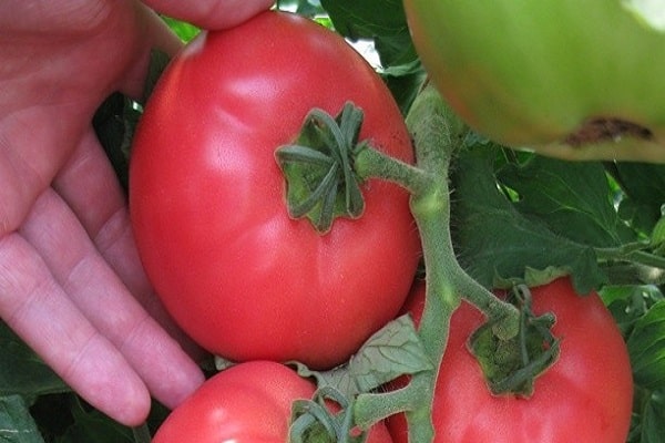 tomàquets de fruita gran