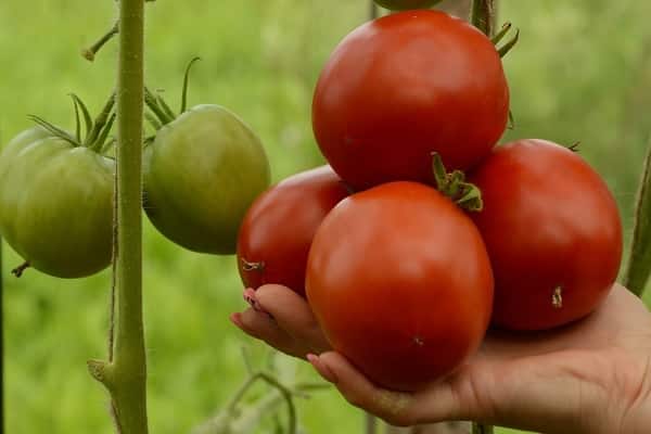 délicieuses tomates