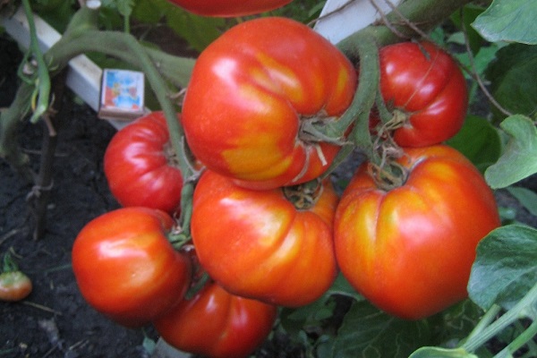 vegetable growers admire