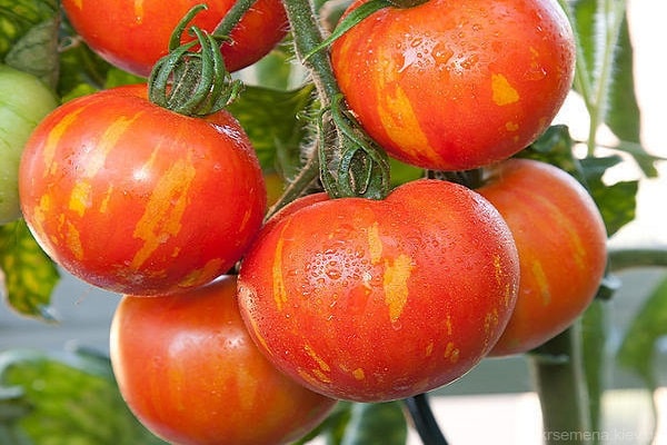 vegetables to ripen