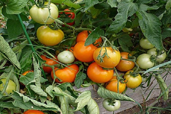 rostliny rajčat
