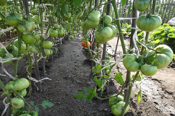 lutador de sumô de tomate