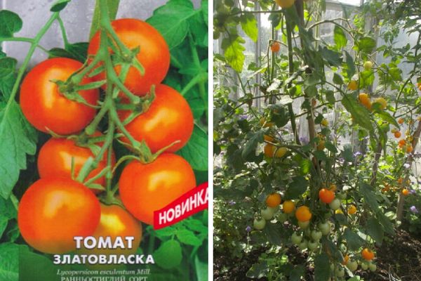 Goldilocks tomatoes