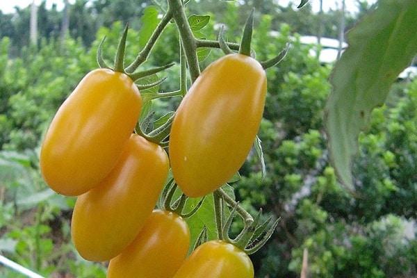 žlutá rajčata 