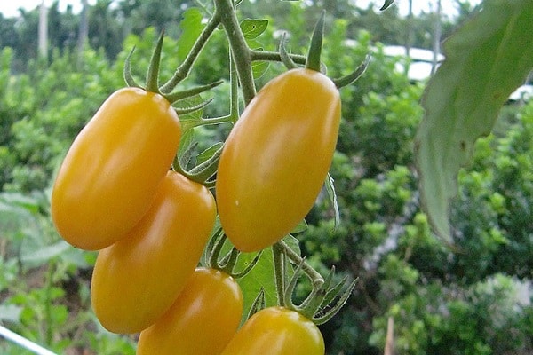 yellow tomatoes 