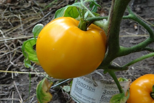 amado por los jardineros