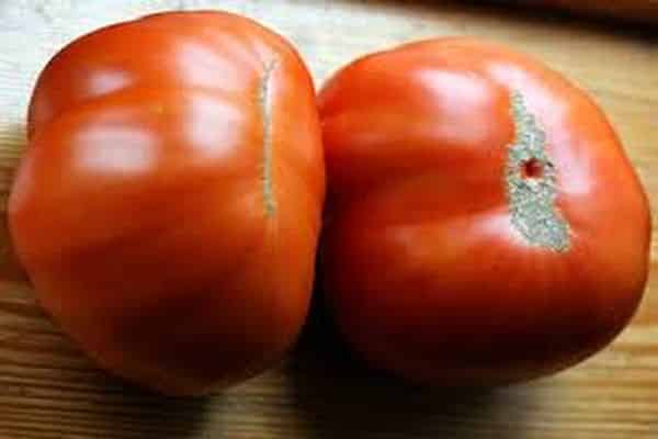 sklizeň rajčat
