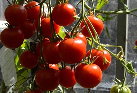 pulang guard tomato bushes