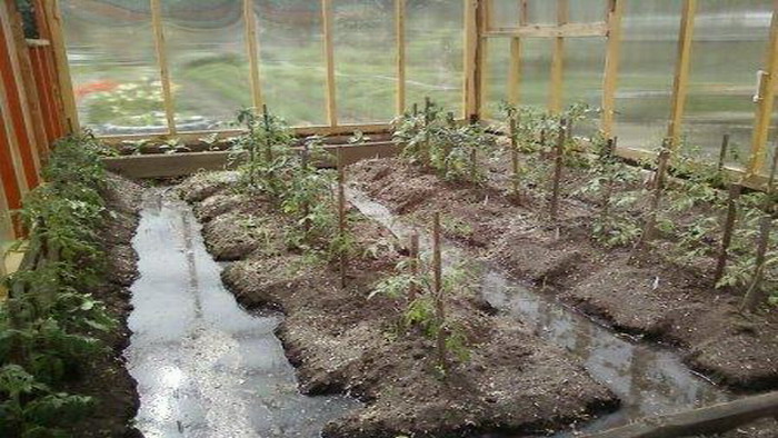 planter des tomates