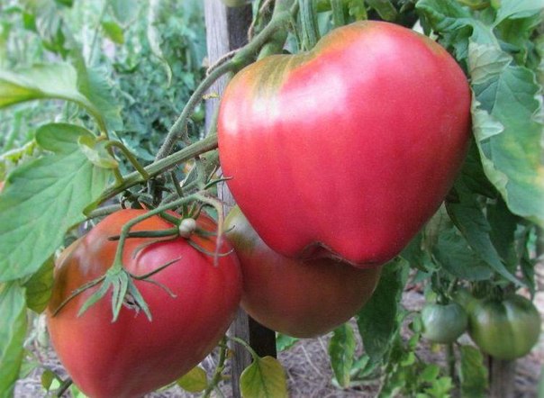 los tomates de papa