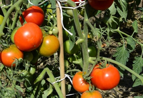 Ural rané rajče v zahradě