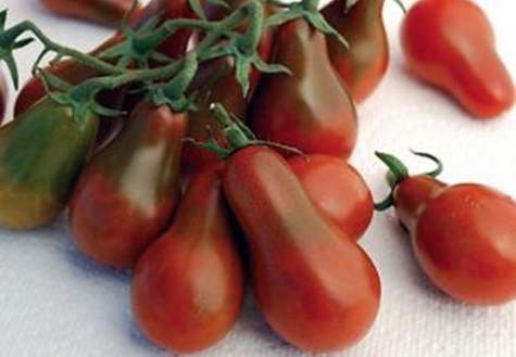 Schwarze Tomatenbirne auf dem Tisch