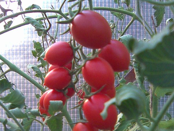 Cherry tomato Ira in the greenhouse