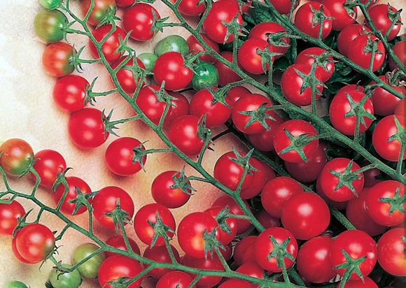 Tomatenzweige roter Haufen