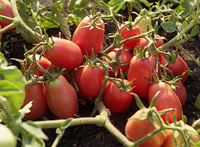 Tomaten wachsen