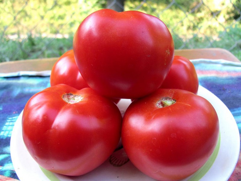 Ural F1 rajče