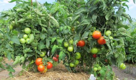 choosing a tomato variety