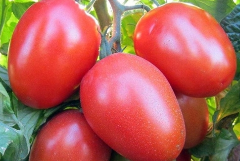 Tomate Roma en campo abierto.