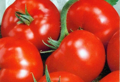 Tomatenernte 100 Prozent f1