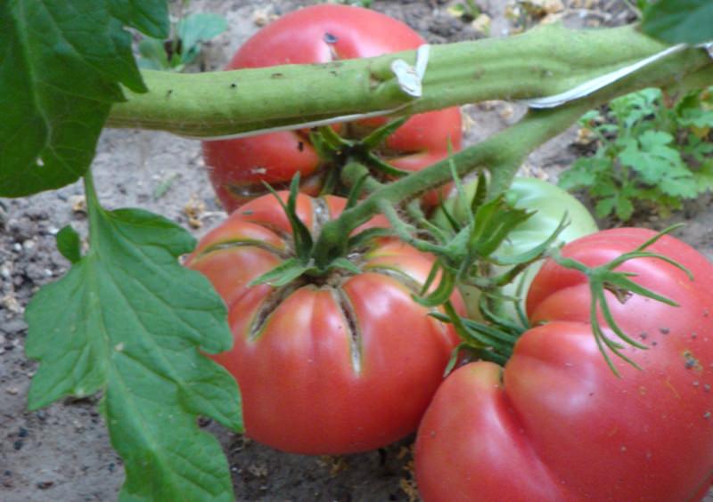Tretyakovsky rajče v zahradě