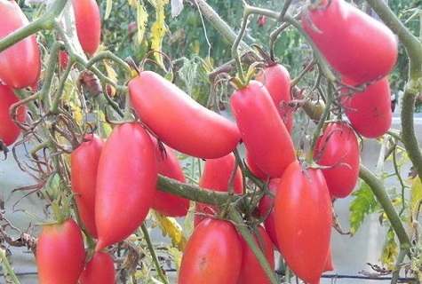 tomate mûre