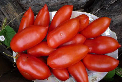 tomates en un bol