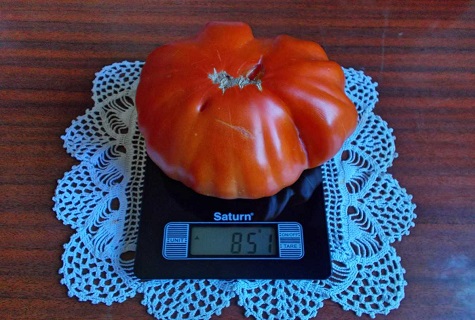 tomato on the scales