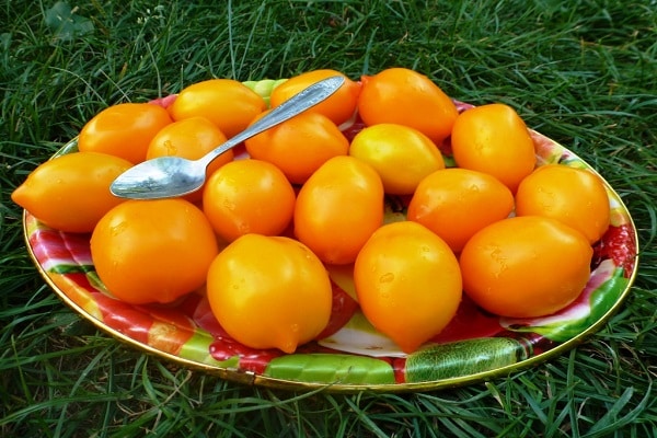 cuillère sur tomate 