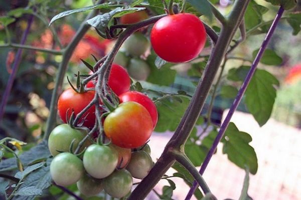 arbustos de tomate