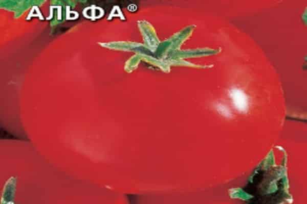 rajčatová alfa