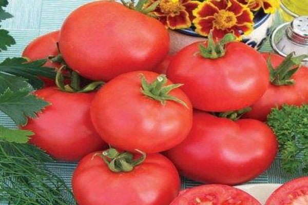recenze o rajčatech