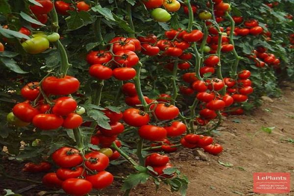 cama de tomate