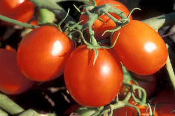 tomatoes on a branch