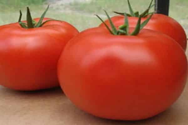 bagheera tomatoes