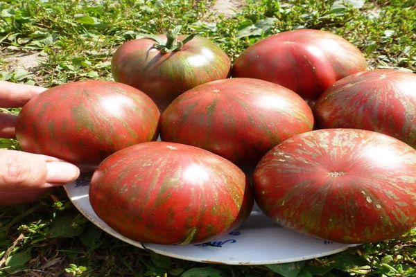 Berkeley tomato