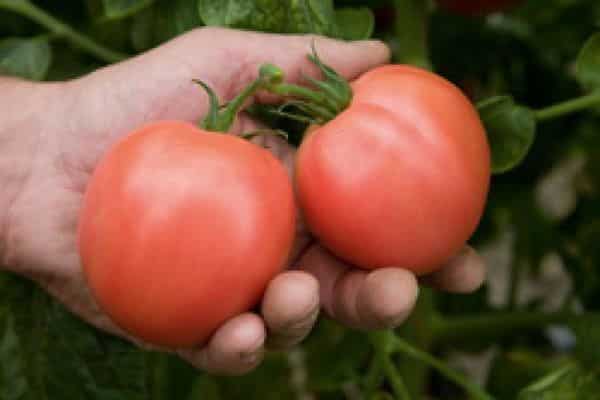 cosecha de tomate