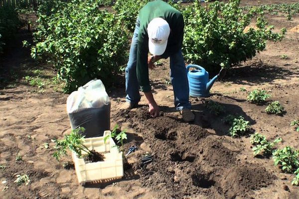 tomato planting