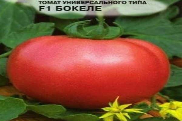 tomato bokele