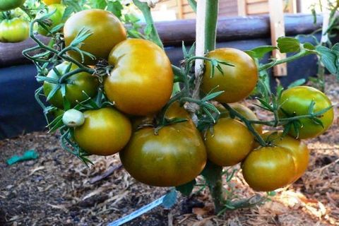 cultivo de pântano de tomate