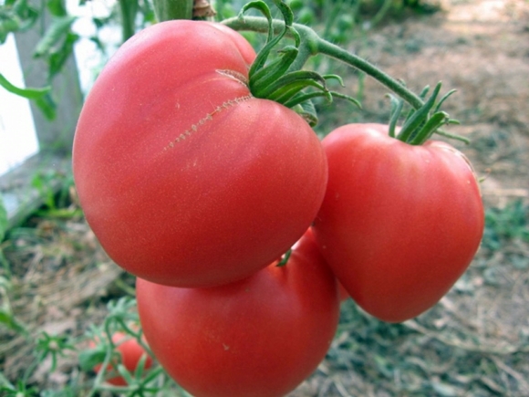 Corazón de buey de tomate en campo abierto.