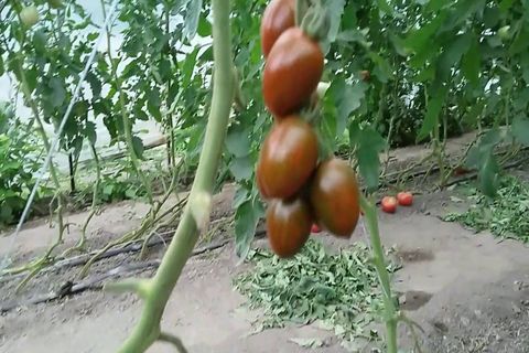 cherry tomato negro