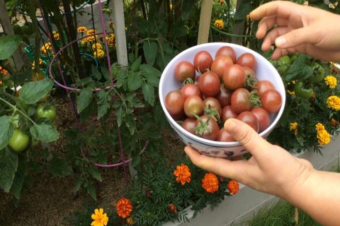 faire pousser des tomates