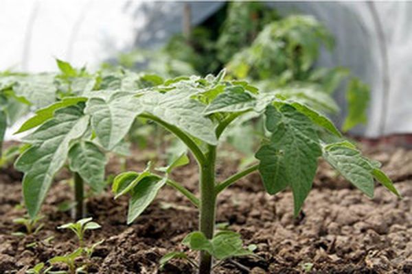 Erde für Tomaten