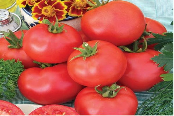 variété de tomates en croissance