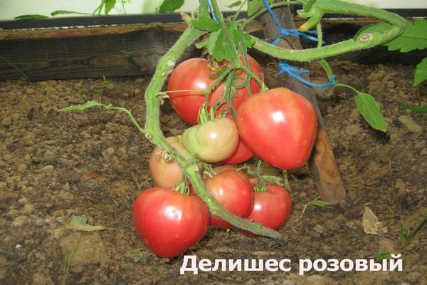 Charakteristika a popis odrůdy rajčete Delicious